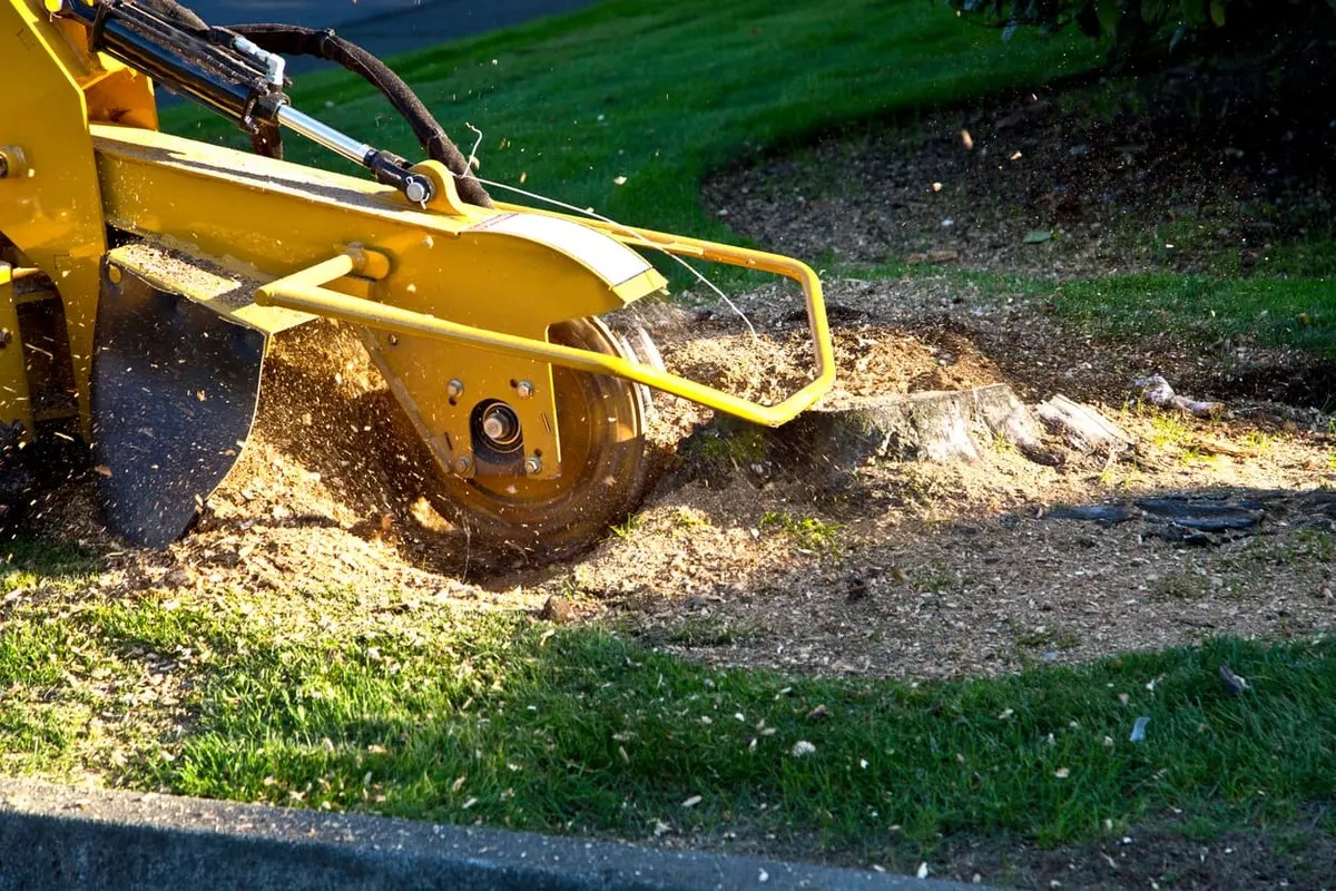 Stump grinder removing a tree stump near a lawn